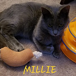 Thumbnail photo of MILLIE #4