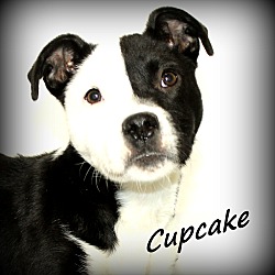 Thumbnail photo of Cupcake~adopted! #2