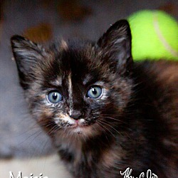 Thumbnail photo of Maisie!/ Adoption Pending #2