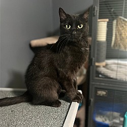 Photo of Salem- catnip and laser pointer addict