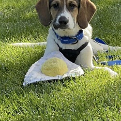 Photo of Waffle
