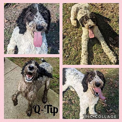 Colonial Heights, VA - Standard Poodle. Meet Q-tip a Pet for Adoption ...
