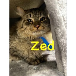 Photo of ZED