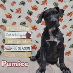 Thumbnail photo of Pumice #2