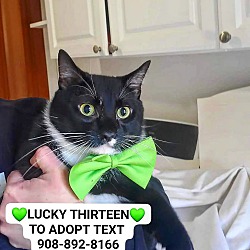 Thumbnail photo of LUCKY THIRTEEN 13 #1