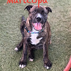 Thumbnail photo of Maricopa #1