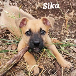 Thumbnail photo of Sika DD* #4