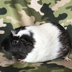 Thumbnail photo of Gummie ( Bonded to Gordina) #4