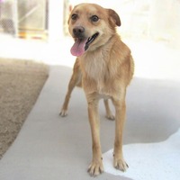 adopt-pet