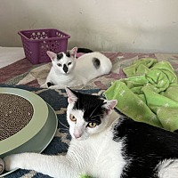 adopt a pet
