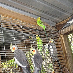 Thumbnail photo of Parakeets (7) #2