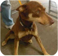 doberman pinscher siberian husky mix