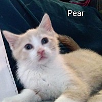 Photo of Pear