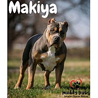Photo of Makiya (Courtesy Post)