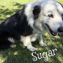 Photo of Sugar