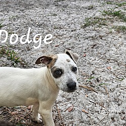 Thumbnail photo of Dodge #1