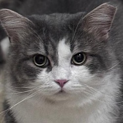 Photo of Amos Katter (must be adopted with Cosmo)