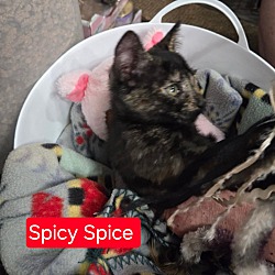 Thumbnail photo of Spicy Spice #4