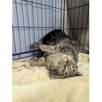 adopt-pet