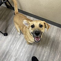 adopt a pet
