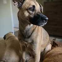 adopt-pet