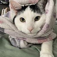 adopt-pet