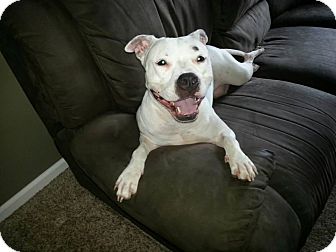 dogo argentino american bulldog