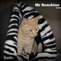 Thumbnail photo of Mr. Sunshine #3