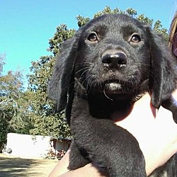 Thumbnail photo of Zoey (adoption pending) #1