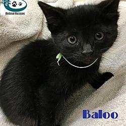 Thumbnail photo of Baloo - Adopted Nov 2017 #3