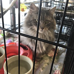 Photo of Pearl mainecoon mix