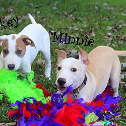 Thumbnail photo of Minnie ~ adopted! #3
