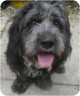 bearded collies for rehoming