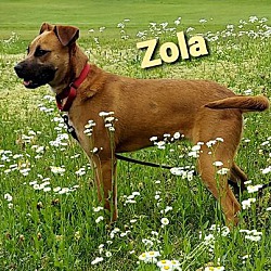 Thumbnail photo of Zola #2