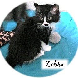 Thumbnail photo of Zebra #2