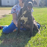 adopt a pet