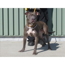 Dog for adoption - Nora , an American Staffordshire Terrier Mix in  Louisville, KY