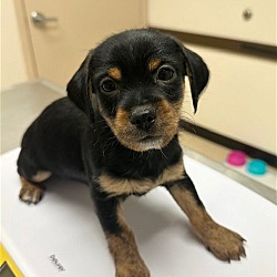 Thumbnail photo of PHINEAS - 8 wk. old pup #1