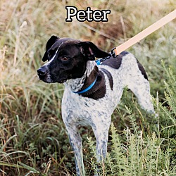 Thumbnail photo of Peter #1