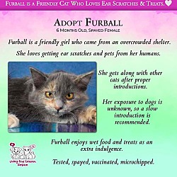 Thumbnail photo of Furball #1