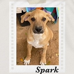 Thumbnail photo of Spark #2