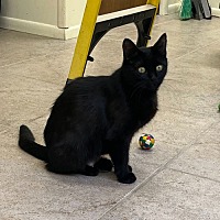 adopt a pet