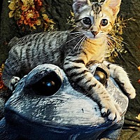 adopt a pet