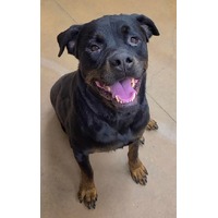 adopt-pet