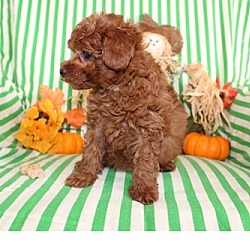 Photo of Toy Poodle puppy