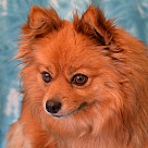 Pomeranian Puppies - Pomeranian Rescue and Adoption Near You