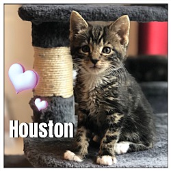 Thumbnail photo of Houston #4