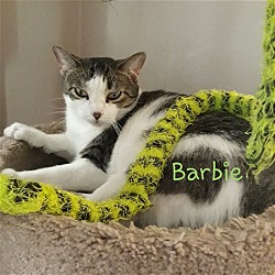 Thumbnail photo of Barbie #New-Years-Day-kitty #3
