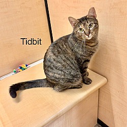 Thumbnail photo of Tidbit #2