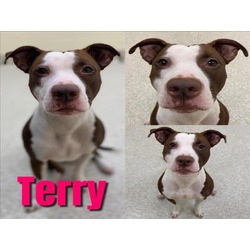 Photo of TERRY